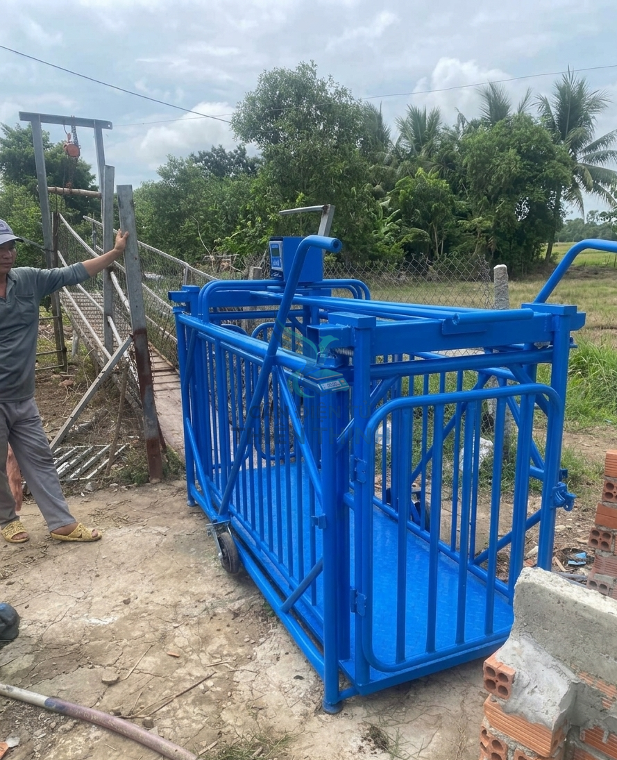 Cân điện tử lồng heo.