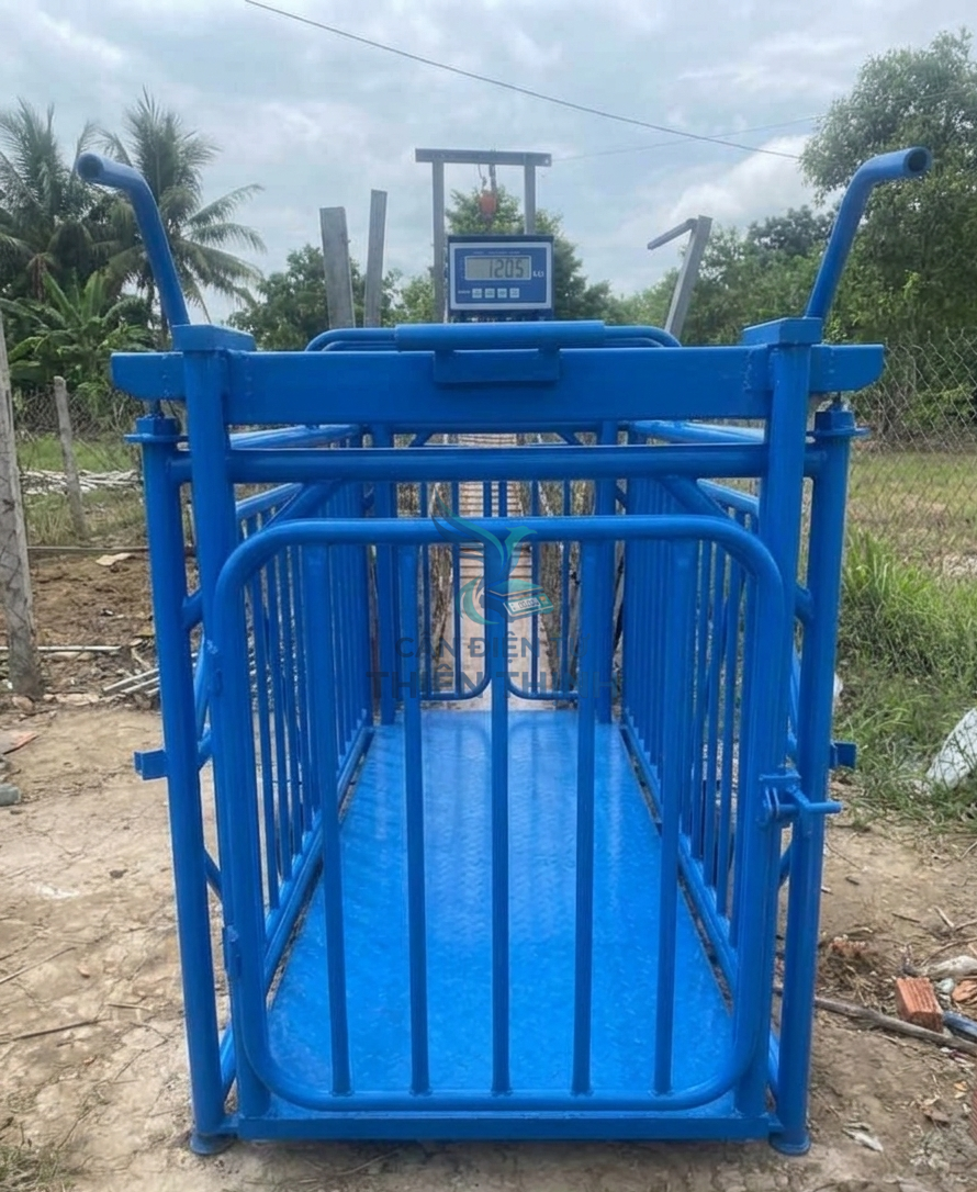 Cân điện tử lồng heo: Giải pháp tối ưu trong chăn nuôi hiện đại