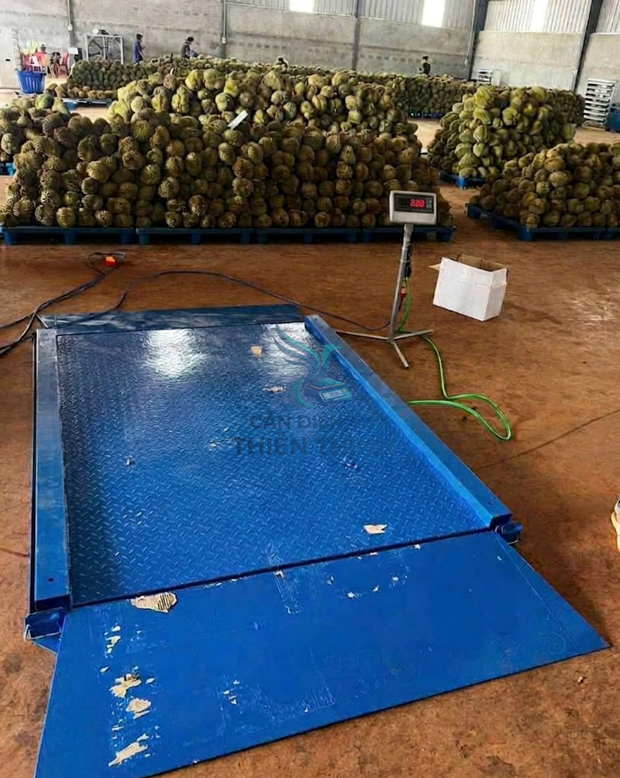 Cân sàn điện tử cân sầu riêng.