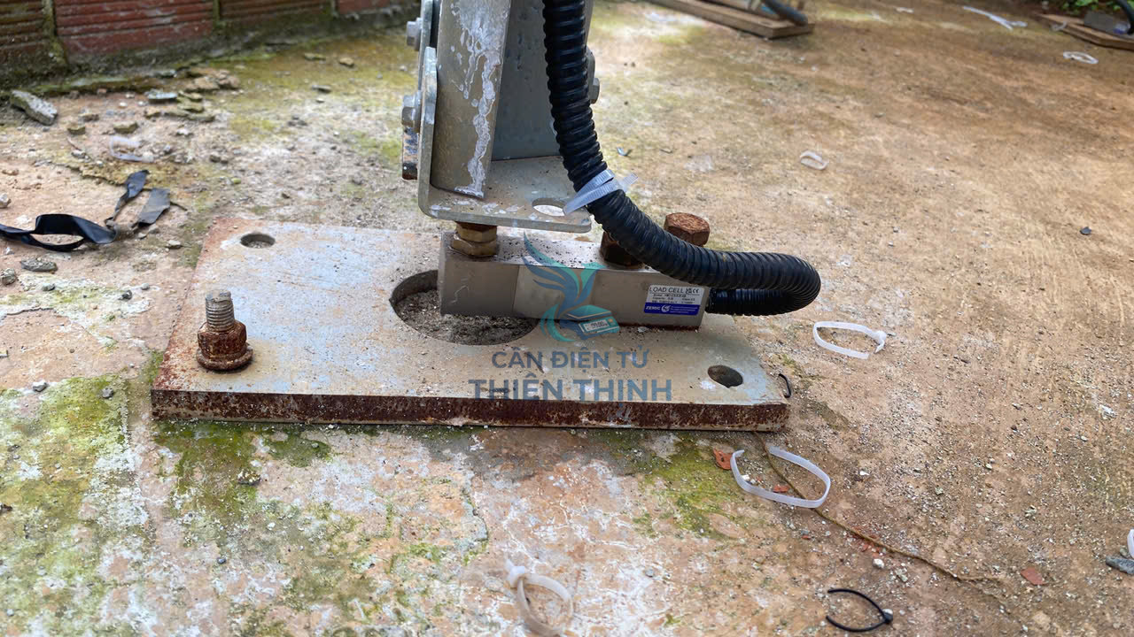 Cân điện tử Silo cám trại heo: Giải pháp tối ưu trong quản lý thức ăn chăn nuôi